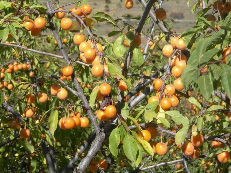Алыча (Prunus divaricata=Prunus cerasifera)